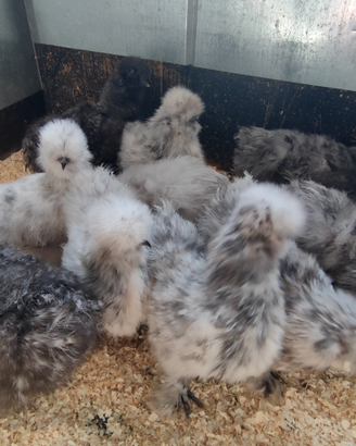Galline