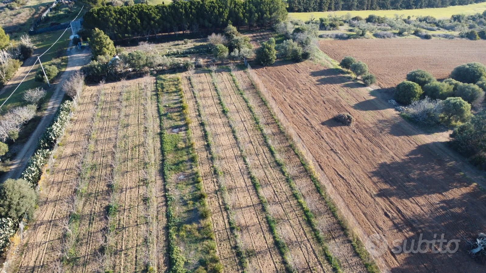 Terreno piantumato. MANDORLETO in produzione - Vista 2
