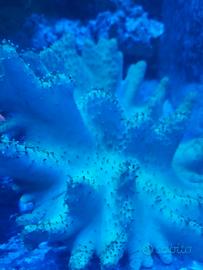 Coralli acquario marino