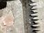 Immagine 5