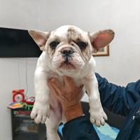 Cucciola bulldog francese