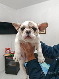Cucciola bulldog francese