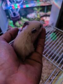 Criceti dorati abituati con i bambini