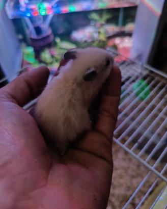 Criceti dorati abituati con i bambini