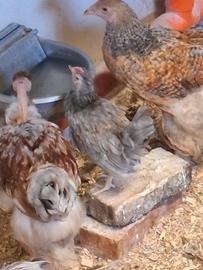 Galletto di 3 mesi di barbuta nana
