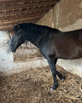 Cavallo andaluso