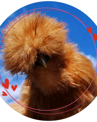 Gall8ne moroseta silkie