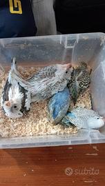 Cedasi calopsite inseparabili e cocorite