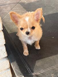 Chihuahua mini con pedigree