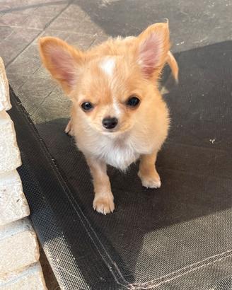 Chihuahua mini con pedigree