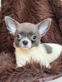 Chihuahua femmina mini