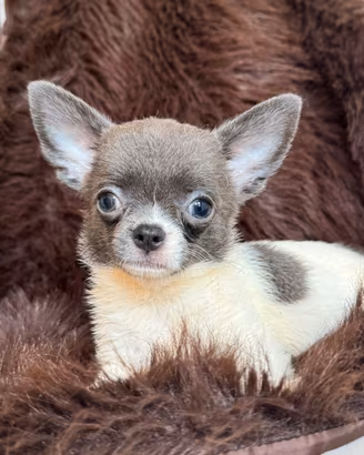 Chihuahua femmina mini