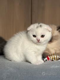 Gattini scottish fold e scottish straight