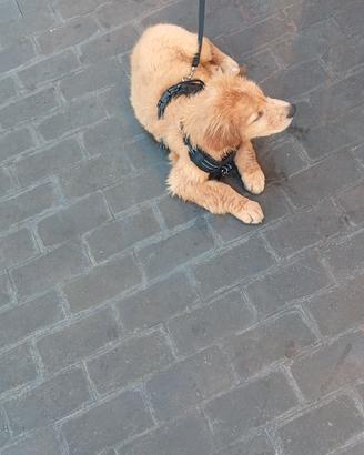 Golden retriever
