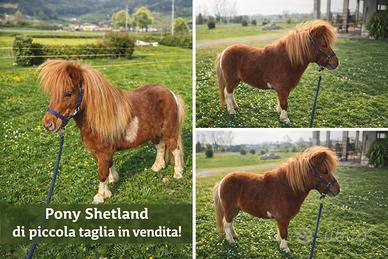 Pony Shetland