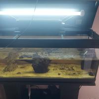 acquario 