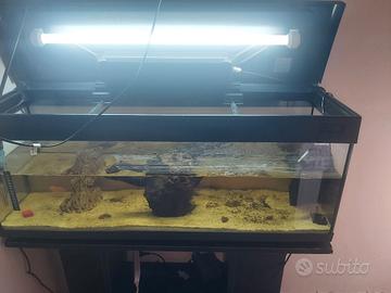 acquario 
