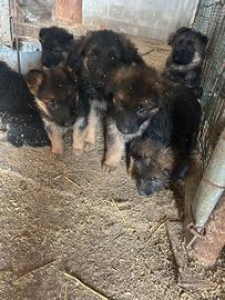 Pastore tedesco pelo lungo con pedigree