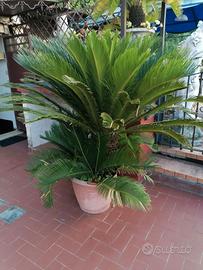 Piante Cycas in vaso