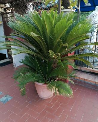 Piante Cycas in vaso