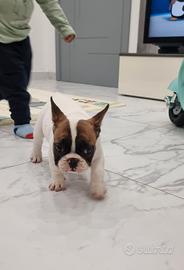 bulldog francese pedigree enci 