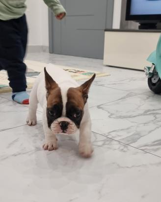 bulldog francese pedigree enci 