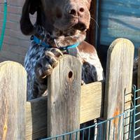 Bracco tedesco cucciolo