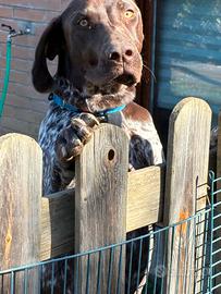 Bracco tedesco cucciolo