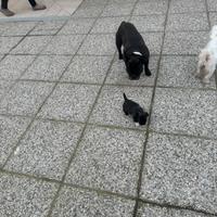 Bulldog francese