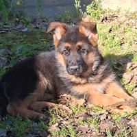 Cuccioli di Pastore Tedesco