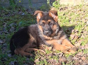 Cuccioli di Pastore Tedesco