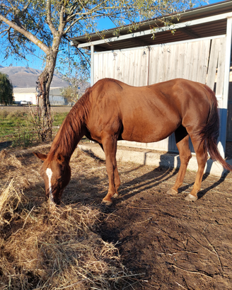 Fattrice qh