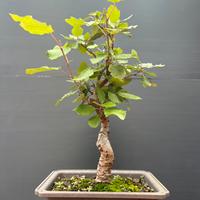 Pre bonsai piobbo bianco da seme ( populus alba )