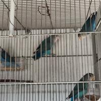 Inseparabili NT sessati