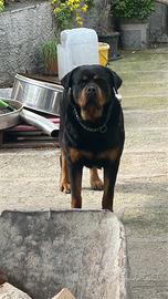Rottweiler femmina