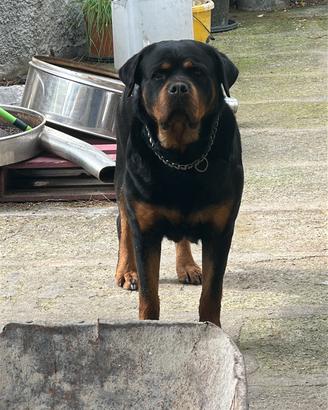 Rottweiler femmina