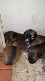 Cuccioli meticci