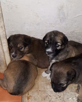Cuccioli meticci