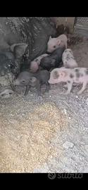 Mini pig juliana