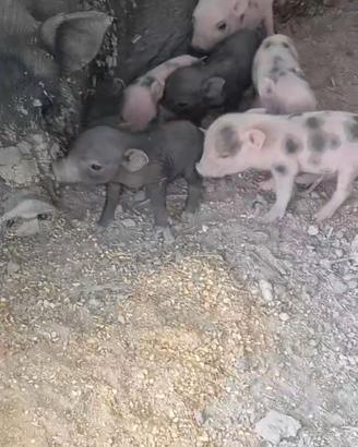 Mini pig juliana