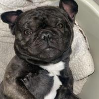 Bouledogue Francese