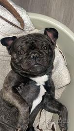 Bouledogue Francese