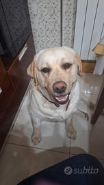 Labrador di 4 anni