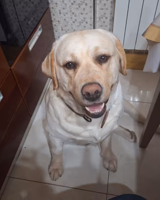 Labrador di 4 anni