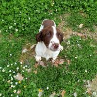 Springer
