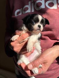 chihuahua pelo lungo 