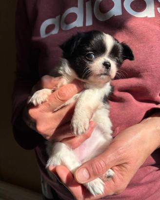 chihuahua pelo lungo 