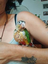 Phyrrura allevato a mano