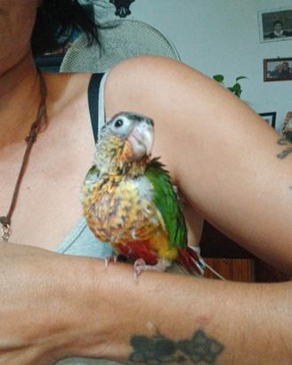 Phyrrura allevato a mano