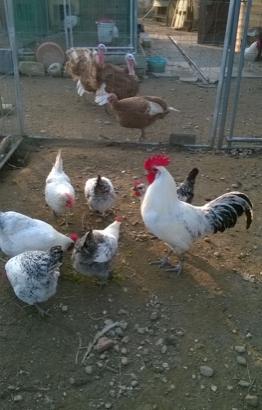 Galline, galli e pulcini Bresse Gauloise